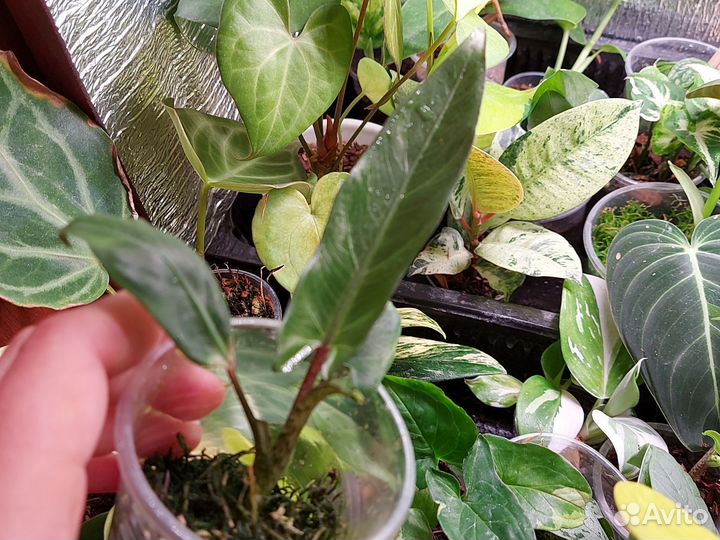 Алоказия лаутербахиана