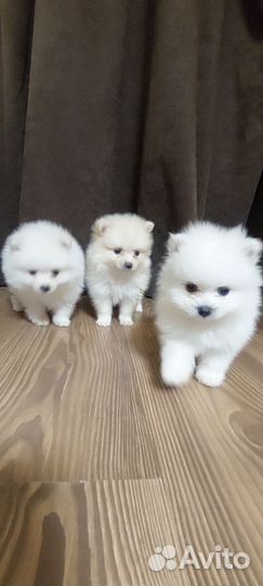 Шпиц померанский щенки