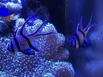 Рыбки в морской аквариум
