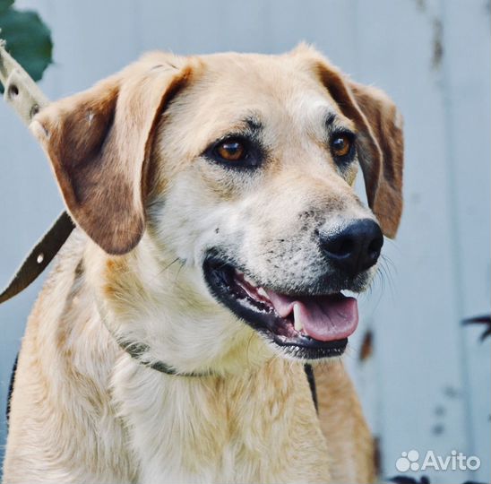 Собака в добрые руки