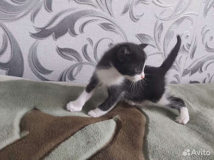 Кошка в дар бесплатно