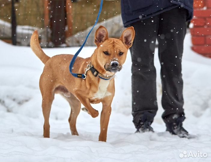 Собака в добрые руки