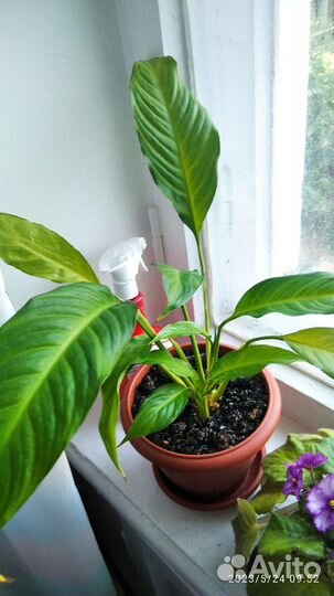 Женское счастье