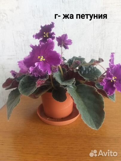 Сортовые фиалки цветущие