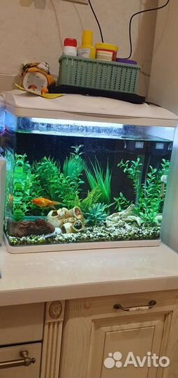 Аквариум с рыбками