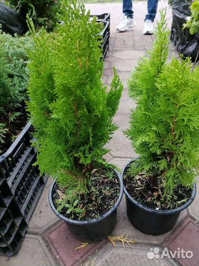 Хвойные растения. Туи. Можевельник. Елка