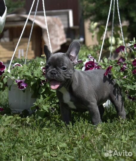 Французский бульдог