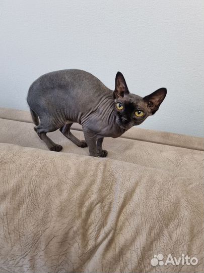 Канадский сфинкс