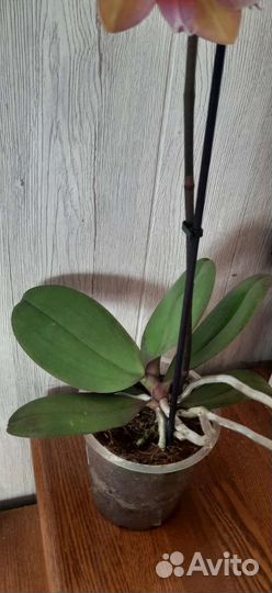 Фаленопсис орхидея Сапорита ароматная