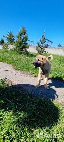 Щенки в добрые руки