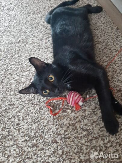 Отдам кошечку
