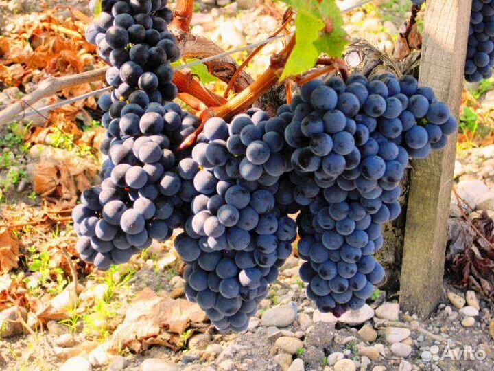 Винный виноград