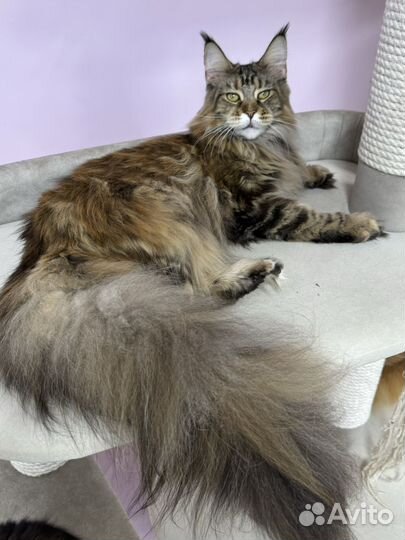 Мейн-кун кошечка