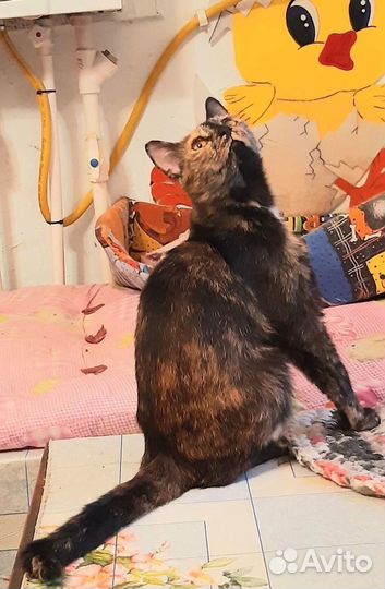 Грациозная Астрочка