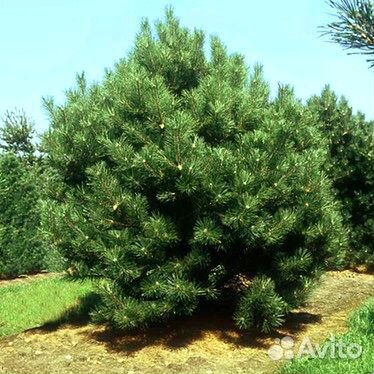 Высокая сосна на участок