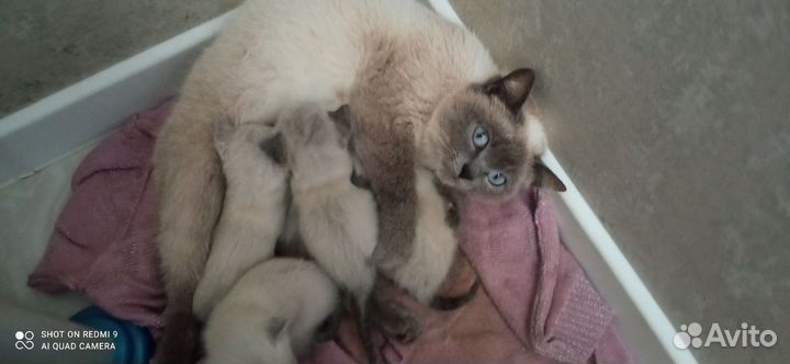 Кошка