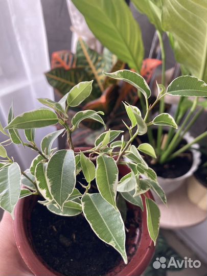 Комнатные цветы