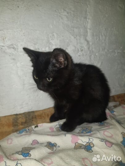 Катёнк курильский-боптэил мальчик