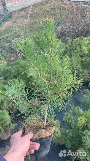 Саженцы сосны горной