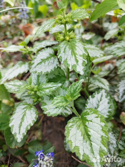 Растения для сада