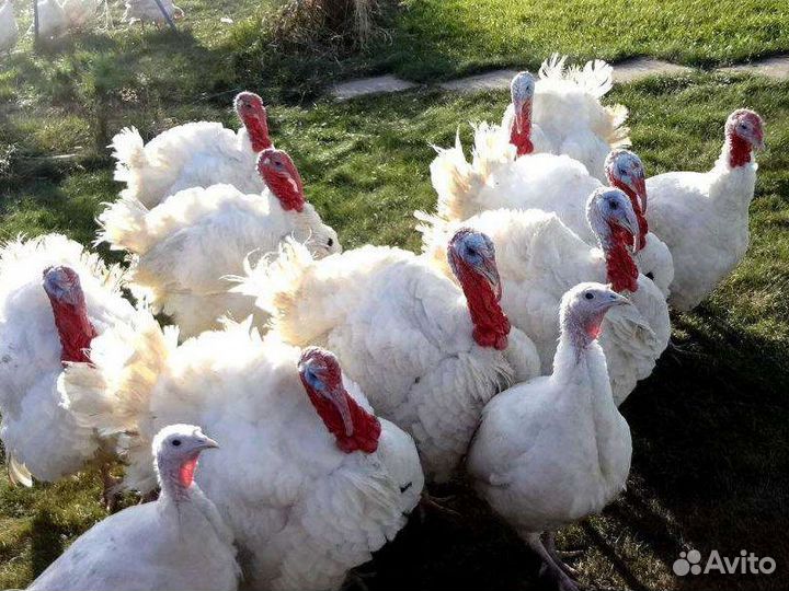 Домашнее мясо индейки