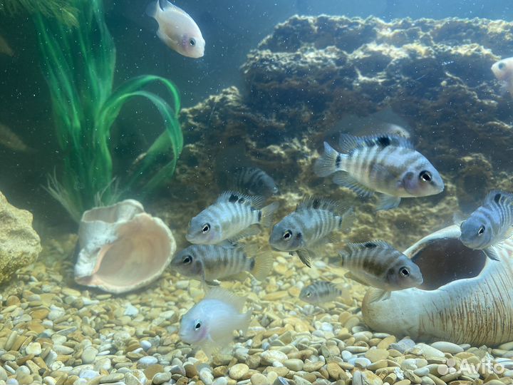 Чернополосая цихлозома