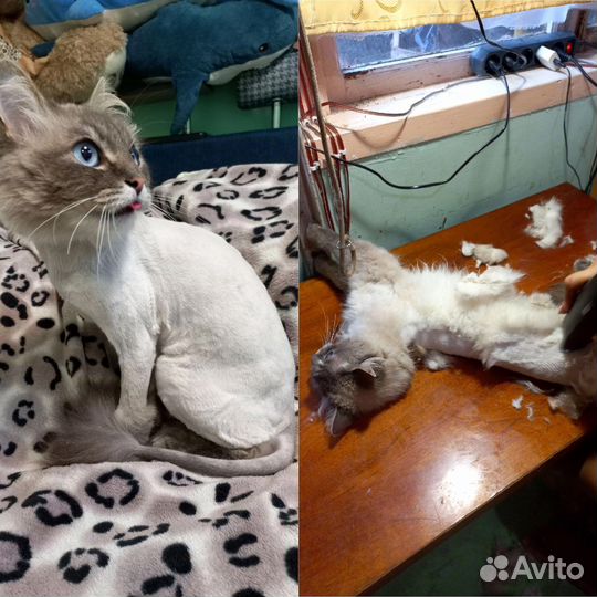 Стрижка кошек и собак у вас дома