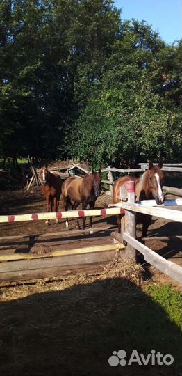 Конные прогулки,купание, фотосессии, тренировки