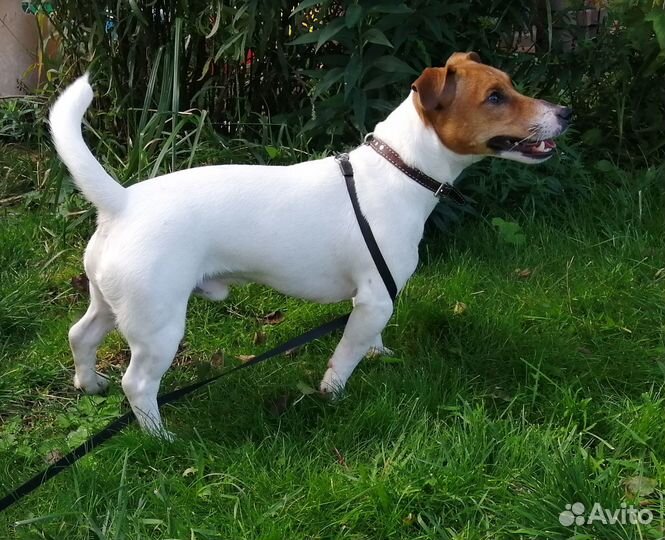 Случка собак