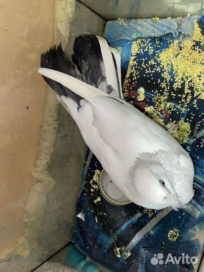 Голубь домашний