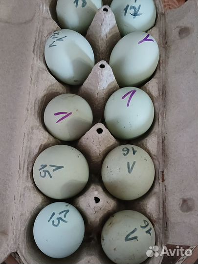 Инкубационное яйцо породных кур Лакендайзи