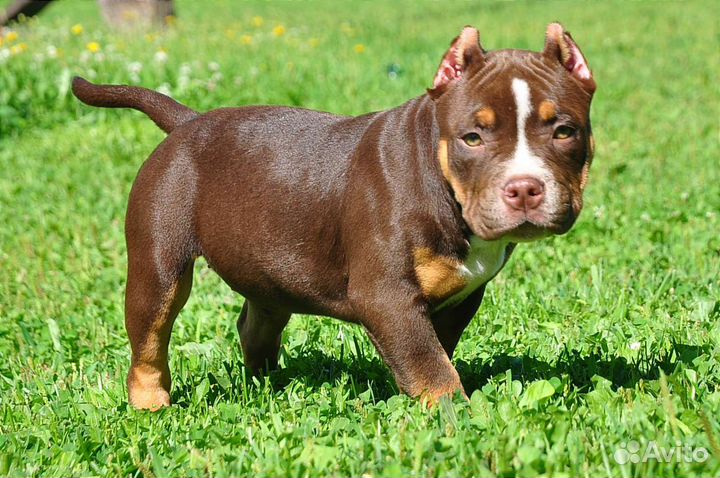 Американский булли щенки