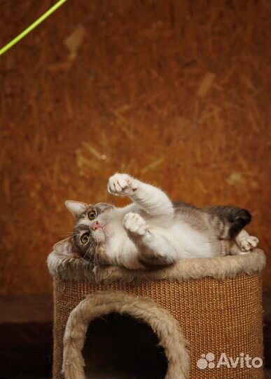 Представляем вашему вниманию очаровательного Макса