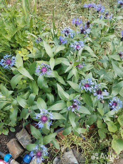 Василек горный многолетний