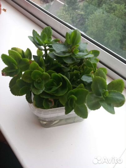 Каланхоэ цветущее