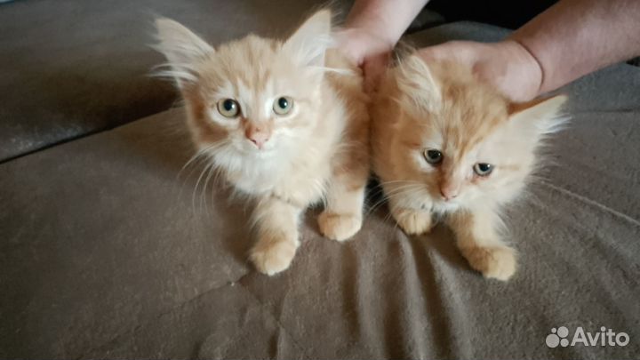 Котята мальчик и девочка 2 мес
