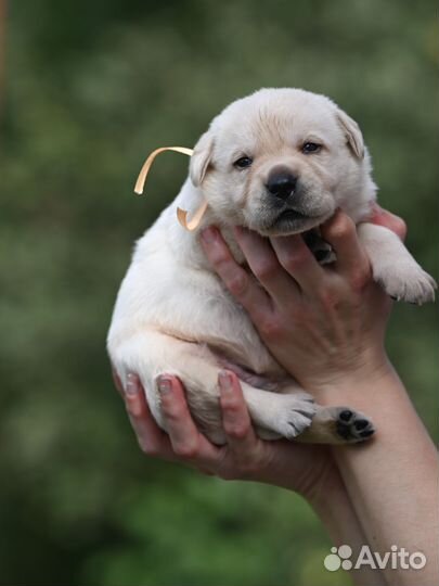 Лабрадор щенки