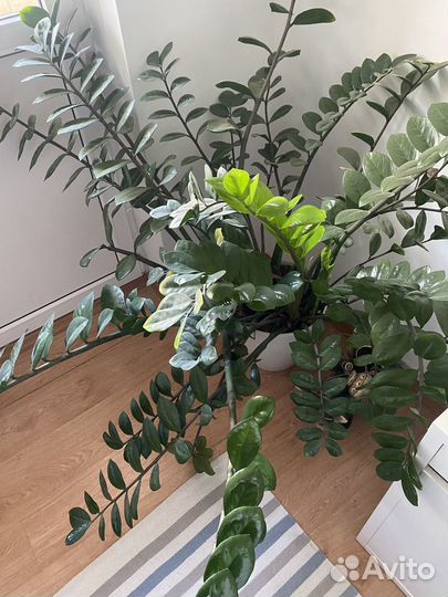 Продам цветы комнатные