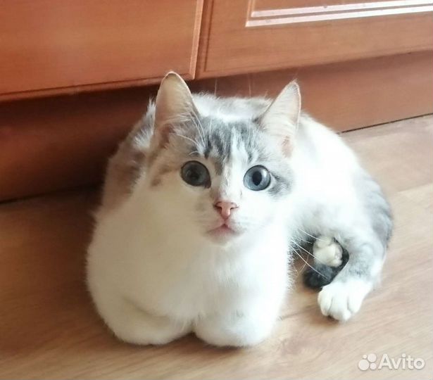 Кошка в дар