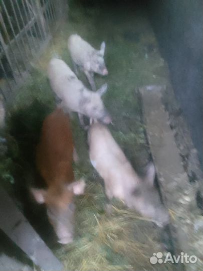 Поросенок ландрас