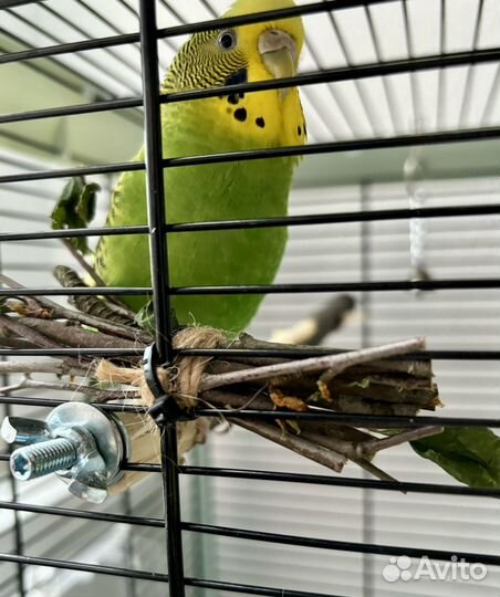 Веточный корм для попугаев и грызунов