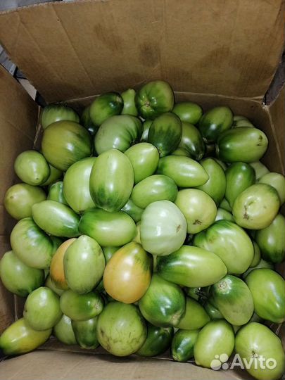 Помидоры домашние