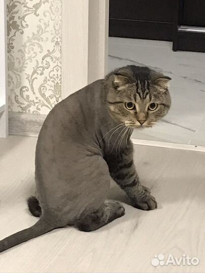 Груминг стрижка кошек и собак