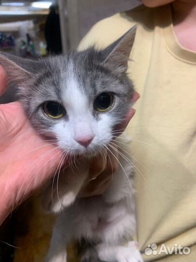 Котёнок 8 мес девочка
