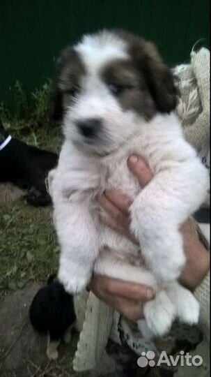 Щенки в добрые руки