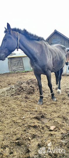 Кобыла с жеребенком