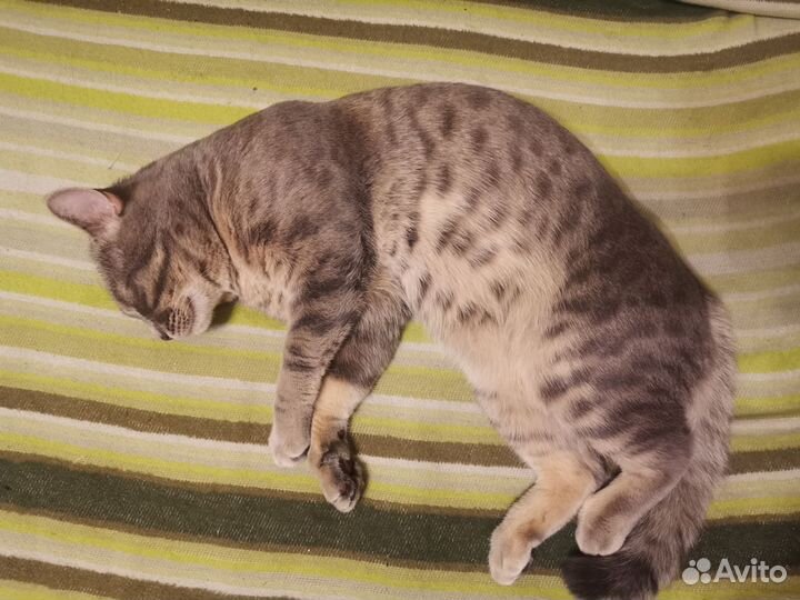 Кот на вязку