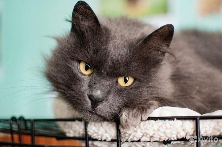 Кот нибелунг из приюта в добрые руки