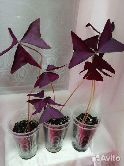 Кислица оксалис