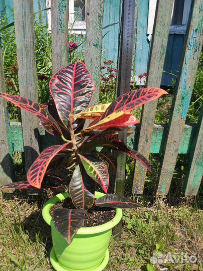 Домашние растения крупномеры 1часть